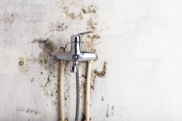 Best Mold Removal Company Near Me  in Zion, IL