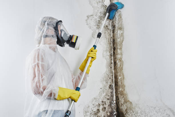 Best Same-Day Mold Removal  in Zion, IL