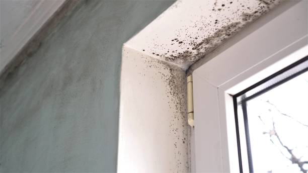 Best Residential Mold Removal  in Zion, IL