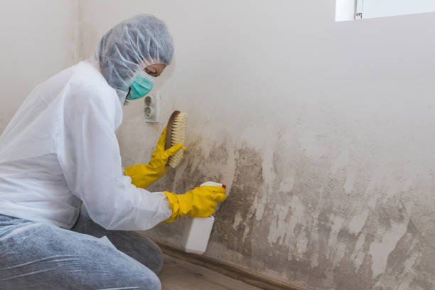 Best Best Mold Removal Companies  in Zion, IL
