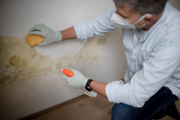 Best Mold Testing and Removal  in Zion, IL