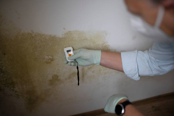 Best Office Mold Removal Services  in Zion, IL