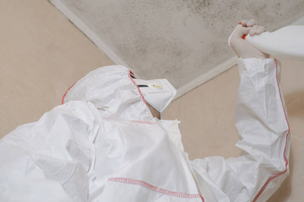 Best Black Mold Removal  in Zion, IL