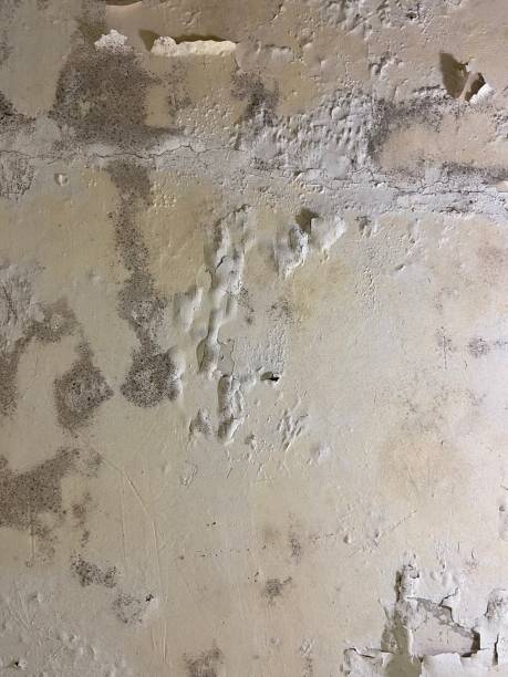 Best Professional Mold Removal  in Zion, IL