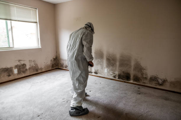 Best Affordable Mold Removal  in Zion, IL