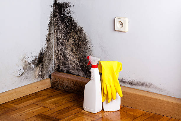 Best Home Mold Removal  in Zion, IL