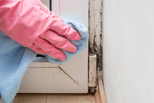 Best Crawl Space Mold Removal  in Zion, IL