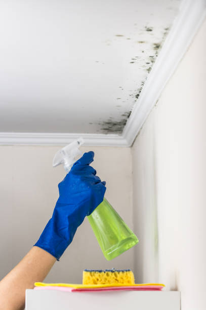 Best Emergency Mold Removal  in Zion, IL